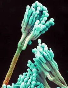 Penicillium roqueforti Penicillium roqueforti