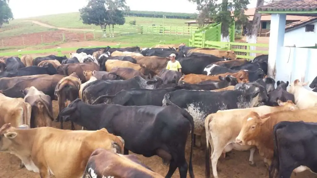 Rebanho da fazenda Santiago